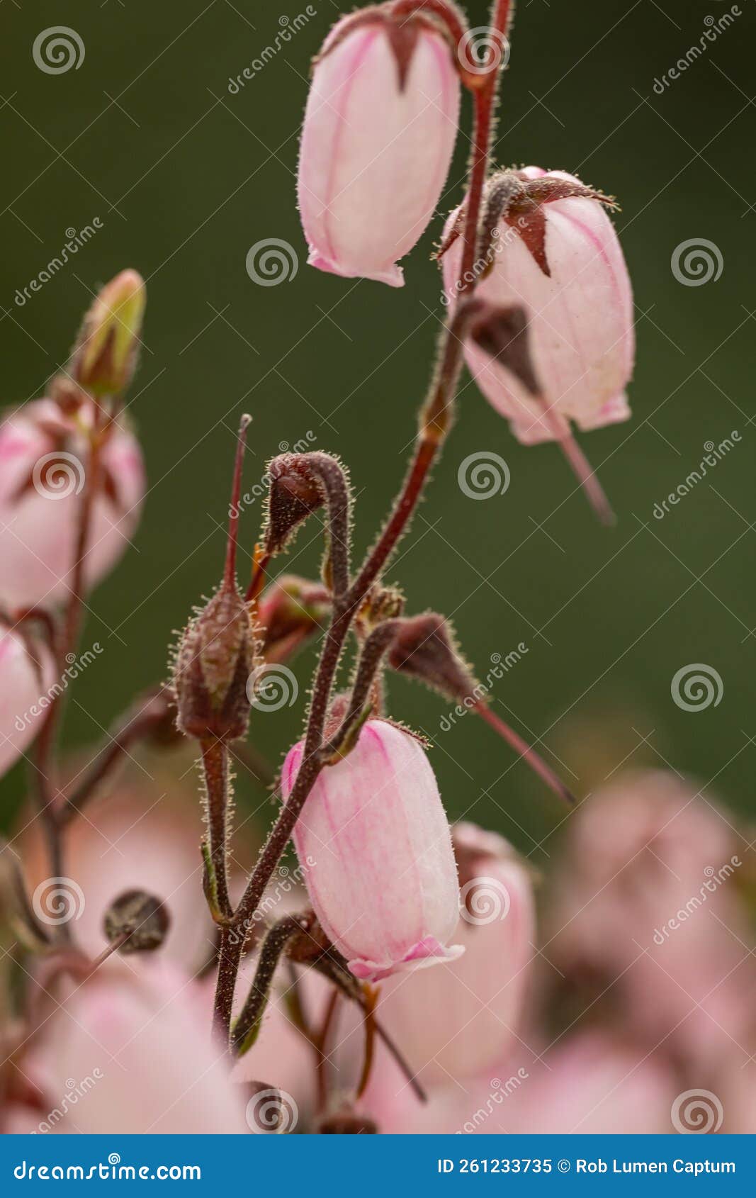 st. dabeocâs heath daboecia cantabrica irish princess, veined pink flower and red buds